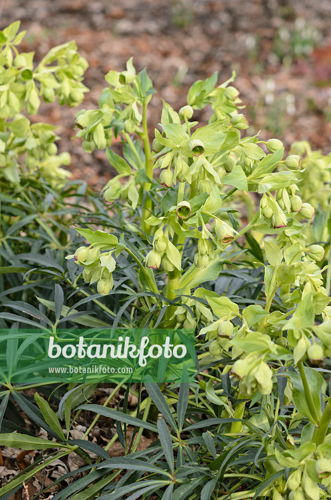 529033 - Hellébore fétide (Helleborus foetidus)