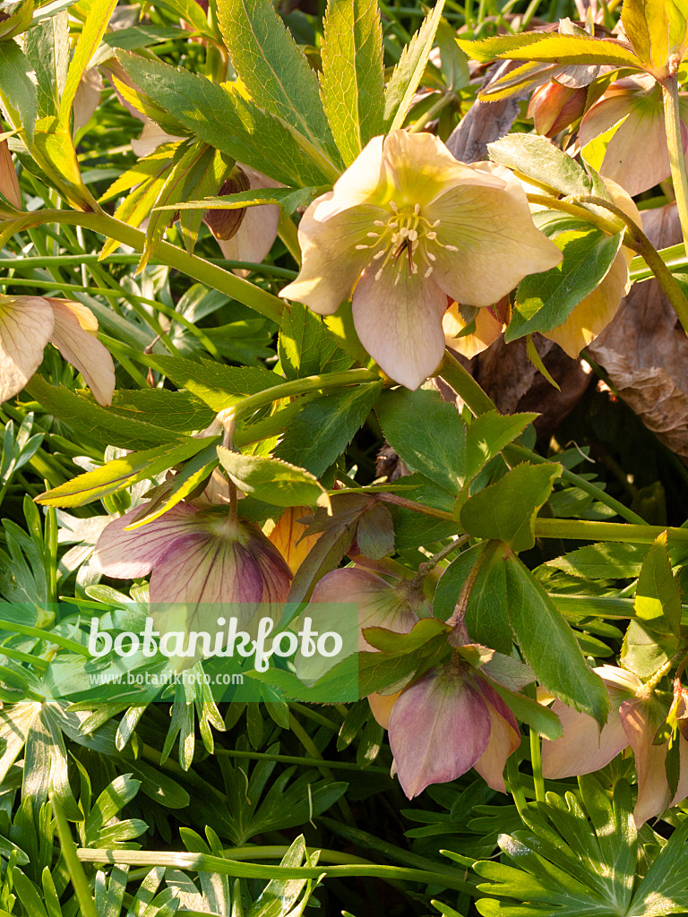 400049 - Hellebore (Helleborus)