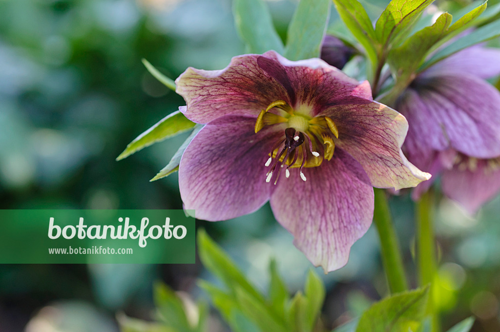 470087 - Hellebore (Helleborus)