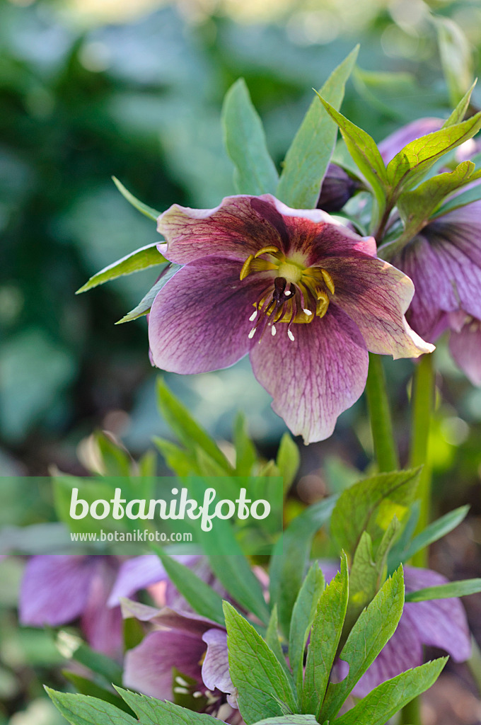 470088 - Hellebore (Helleborus)
