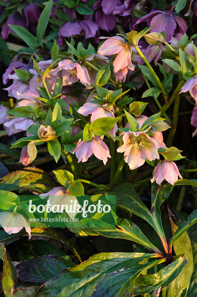470136 - Hellebore (Helleborus)