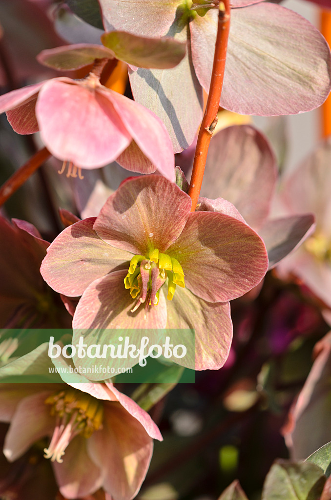 519087 - Hellébore (Helleborus)