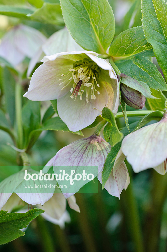 470085 - Hellebore (Helleborus spec.)