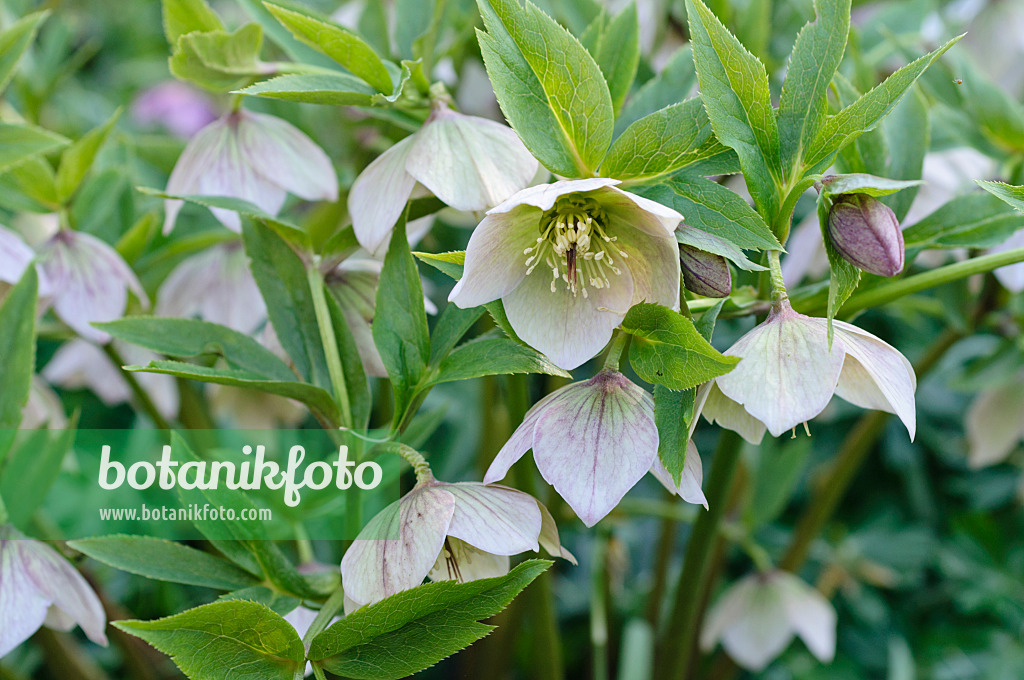 470086 - Hellebore (Helleborus spec.)