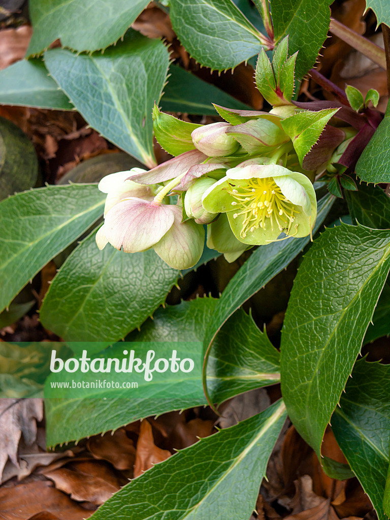 446027 - Hellebore (Helleborus x sternii)