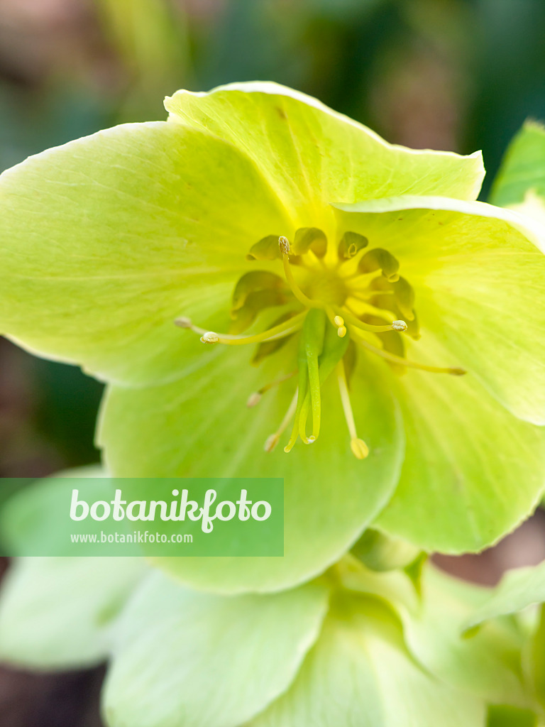 446026 - Hellébore livide (Helleborus lividus)