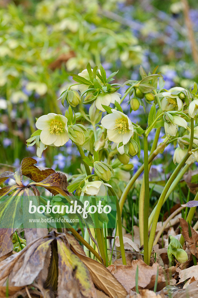 471029 - Hellébore odorante (Helleborus odorus)