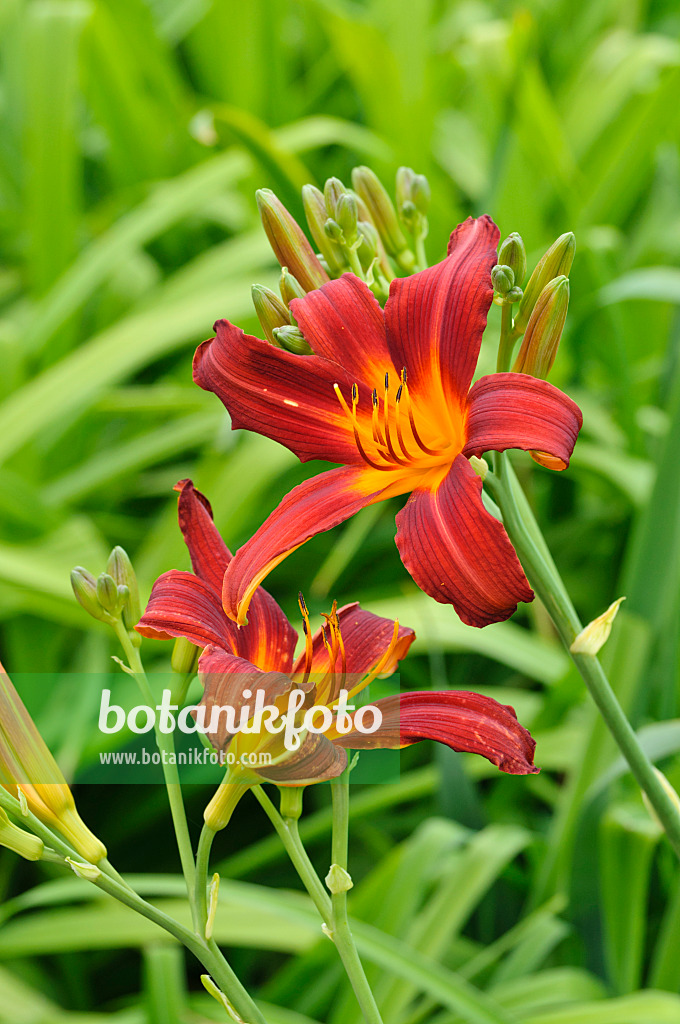 474026 - Hémérocalle (Hemerocallis Mabel Fuller)