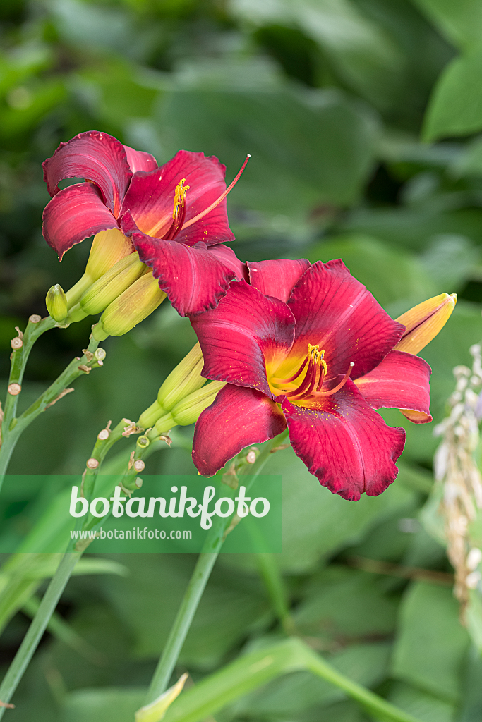 664176 - Hémérocalle (Hemerocallis Tristan)