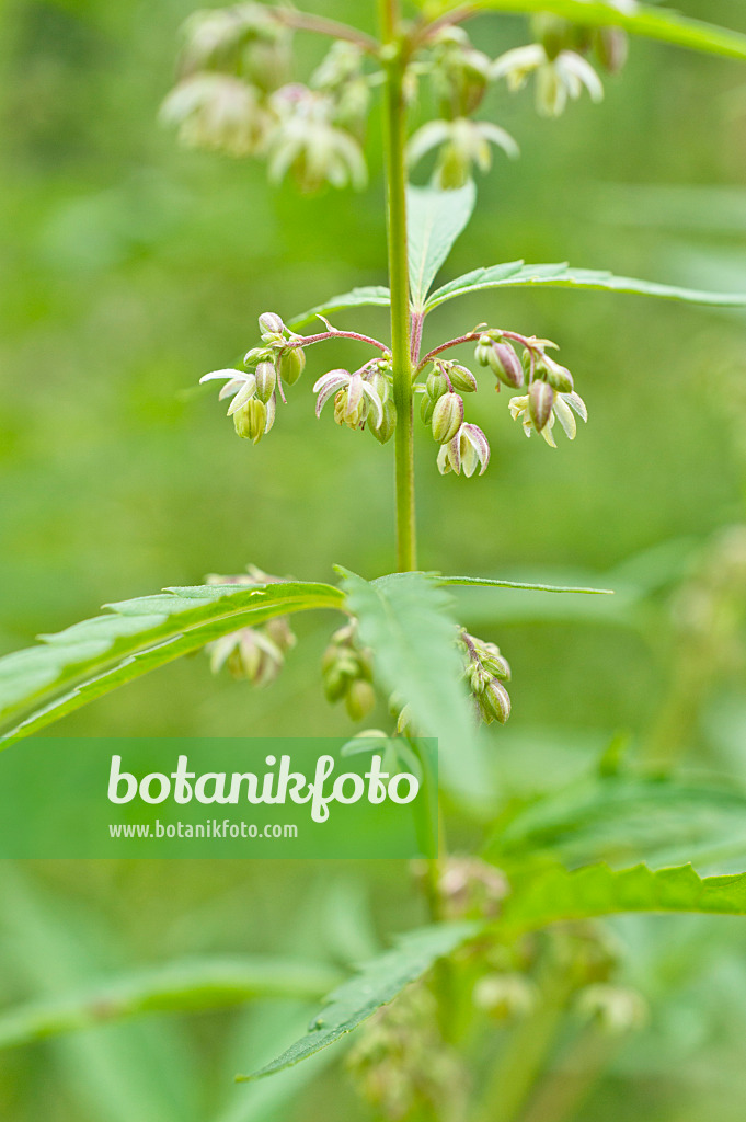 510184 - Hemp (Cannabis sativa var. spontanea) with male flowers
