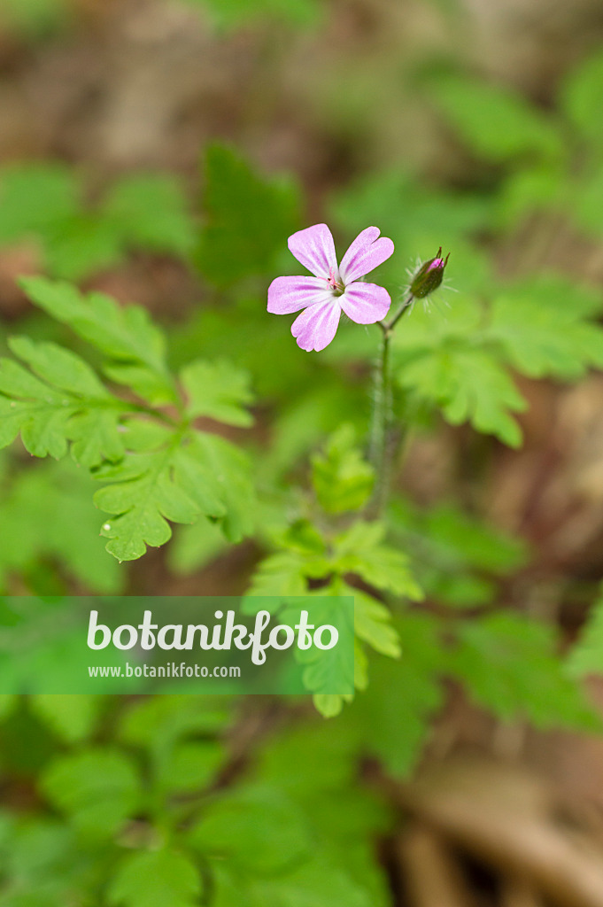 509101 - Herb robert (Geranium robertianum)