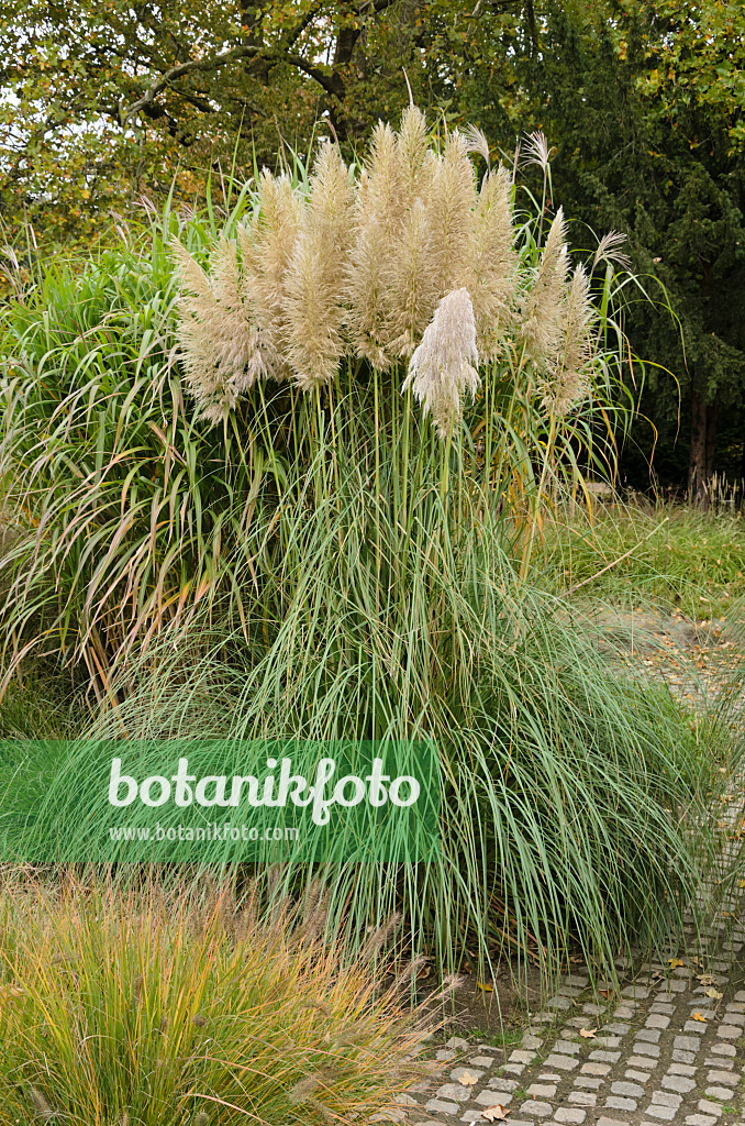 549130 - Herbe de la pampa (Cortaderia selloana)