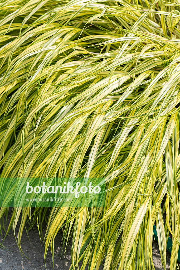 651312 - Herbe du Japon (Hakonechloa macra 'Aureola')