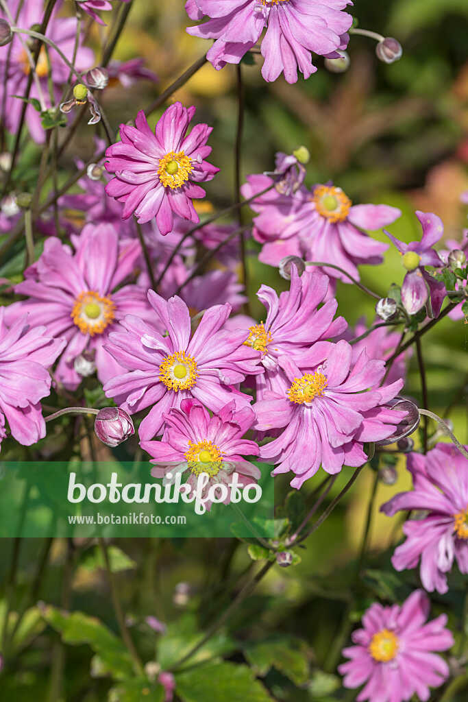 675010 - Herbstanemone (Anemone hupehensis var. japonica 'Bressingham Glow')