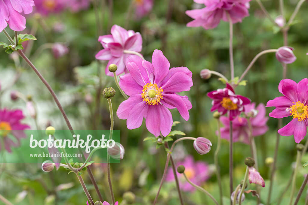 675015 - Herbstanemone (Anemone hupehensis var. japonica 'Pamina')