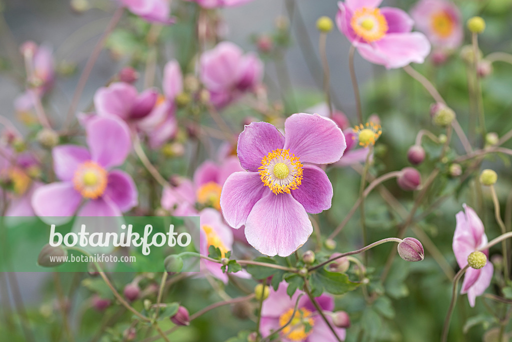 651059 - Herbstanemone (Anemone hupehensis var. japonica 'Praecox')