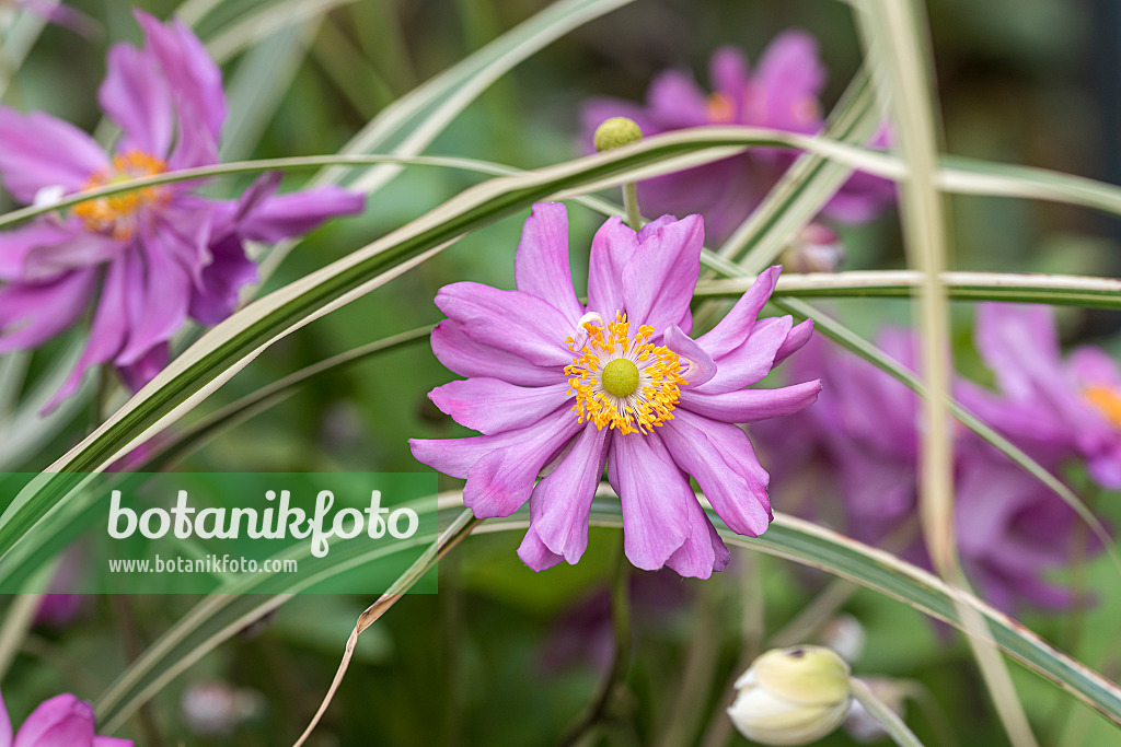 651060 - Herbstanemone (Anemone hupehensis var. japonica 'Prinz Heinrich')