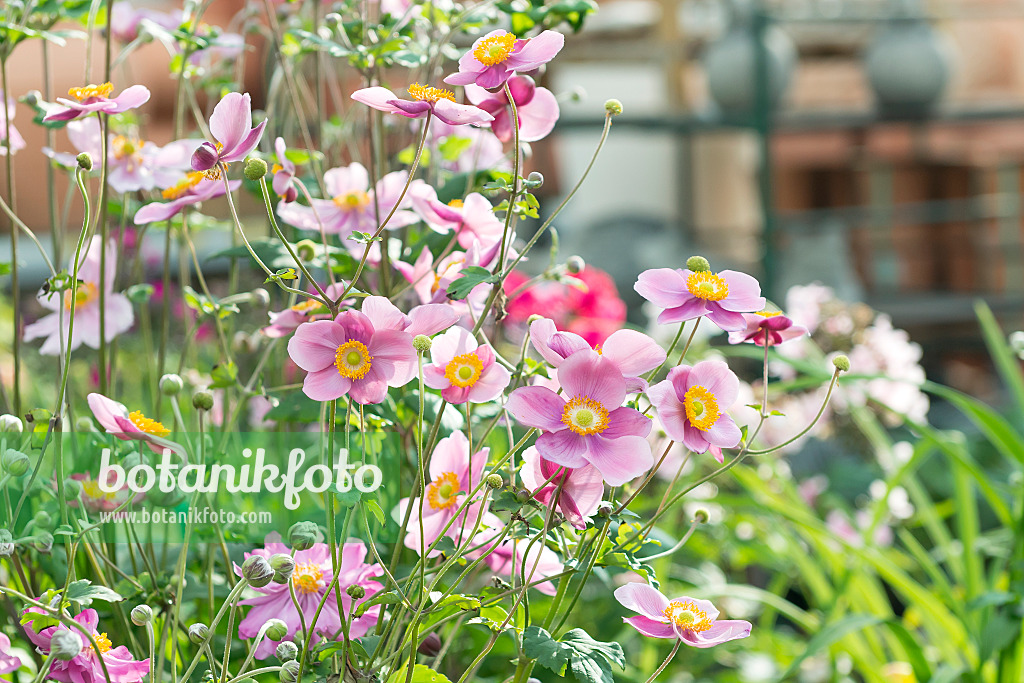 651064 - Herbstanemone (Anemone hupehensis var. japonica 'Splendens')