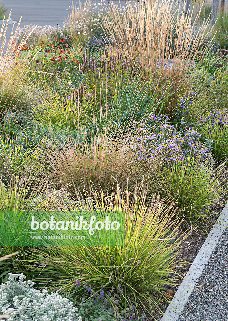 651526 - Herbstblaugras (Sesleria autumnalis) und Moorreitgras (Calamagrostis x acutiflora 'Waldenbuch')