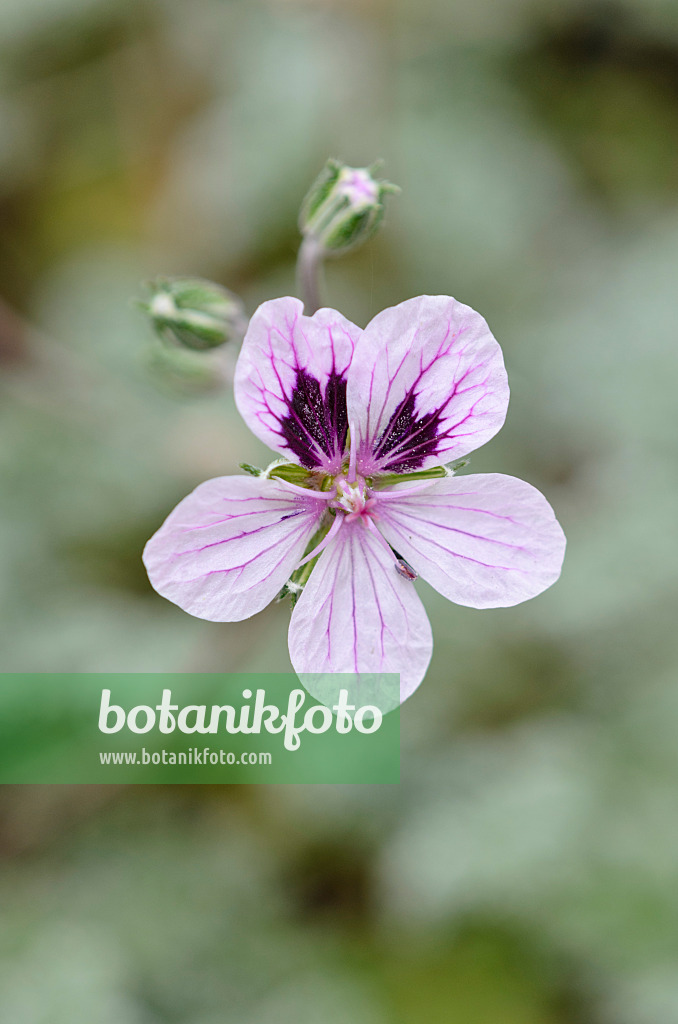 533445 - Heron's bill (Erodium x kolbianum 'Natasha')