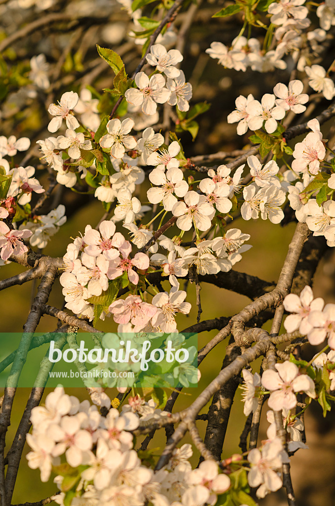 543050 - Herzkirsche (Prunus avium 'Pendula')