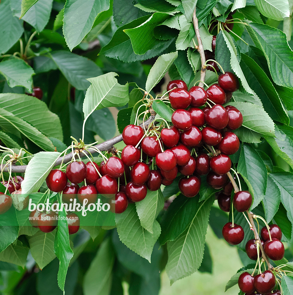 454053 - Herzkirsche (Prunus avium 'Stella')