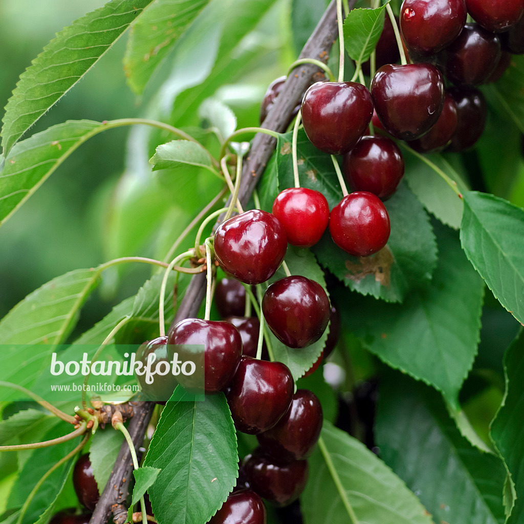 454056 - Herzkirsche (Prunus avium 'Valeska')