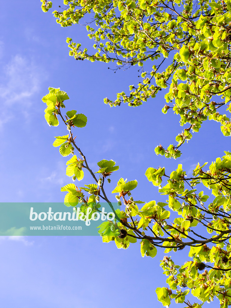 436271 - Hêtre commun (Fagus sylvatica)