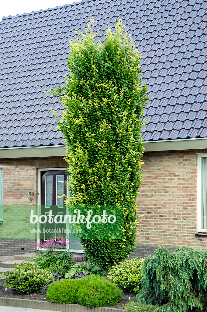 593082 - Hêtre commun (Fagus sylvatica 'Dawyck')