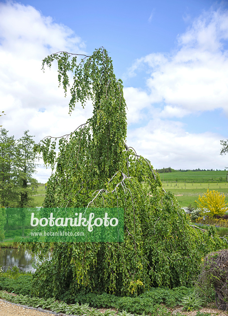 547144 - Hêtre commun (Fagus sylvatica 'Pendula')
