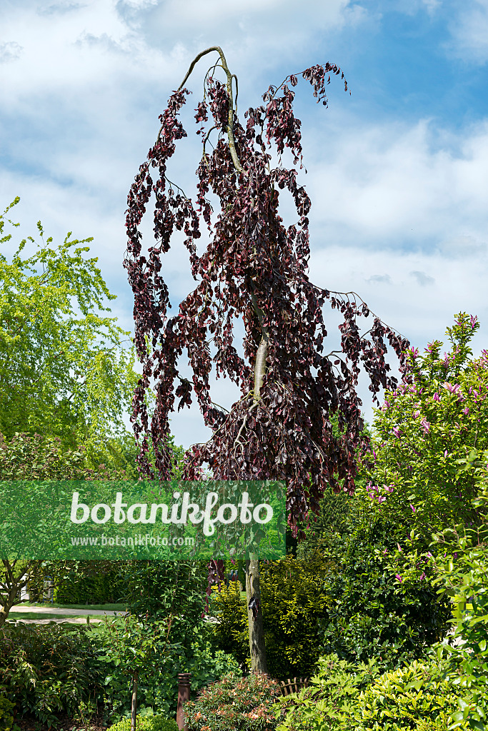 651263 - Hêtre pourpre (Fagus sylvatica 'Purple Fountain')