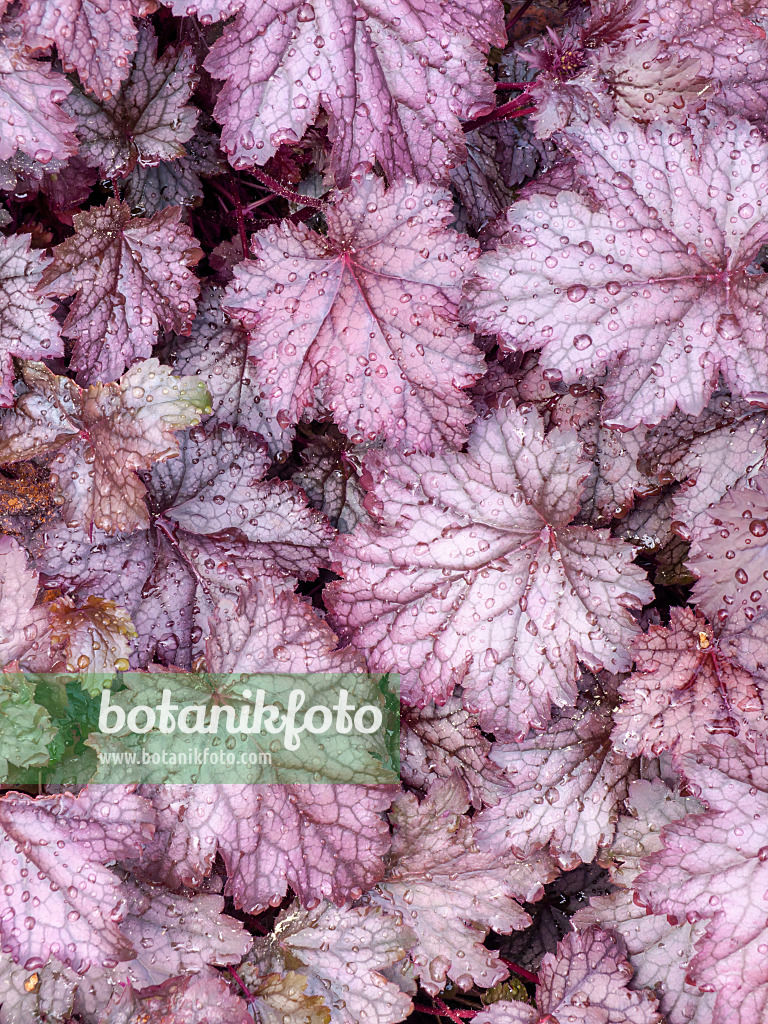 437406 - Heuchère (Heuchera)