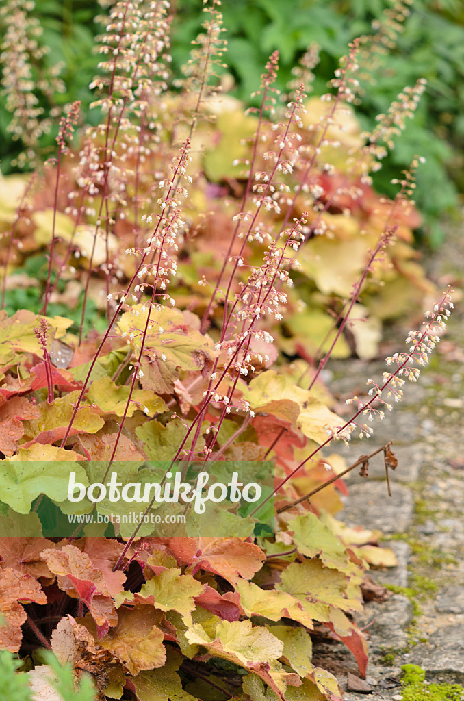 536034 - Heuchère (Heuchera villosa 'Caramel')