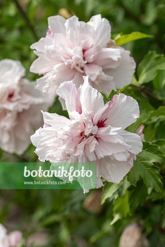 607084 - Hibiscus commun des jardins (Hibiscus syriacus 'French Cabaret Pastel')