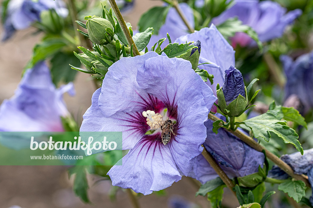 607095 - Hibiscus commun des jardins (Hibiscus syriacus 'Ultramarine')