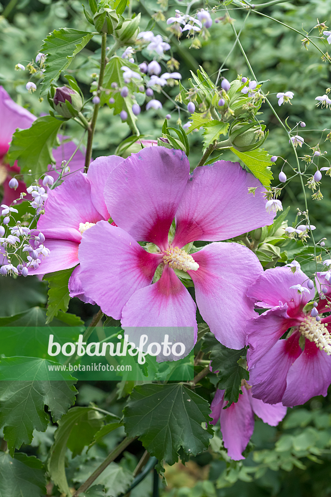 664179 - Hibiscus Resi