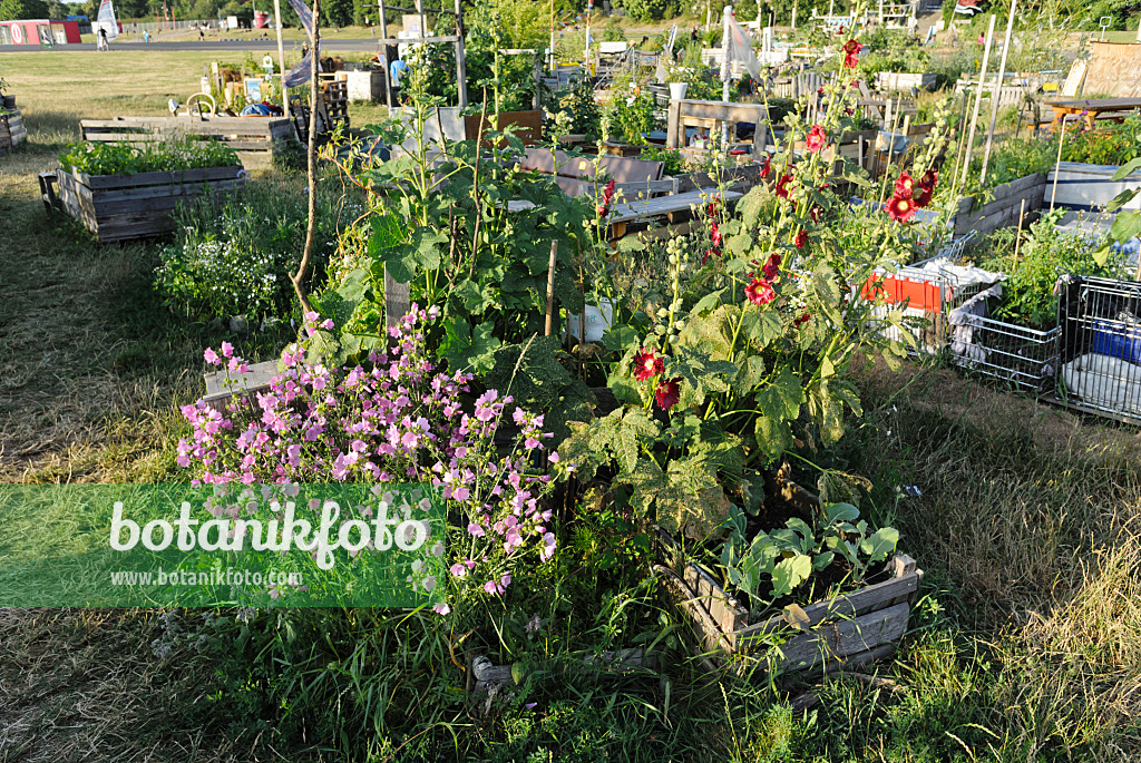 534138 - High beds, made of crate boards, in a community garden, Tempelhofer Freiheit, Berlin, Germany