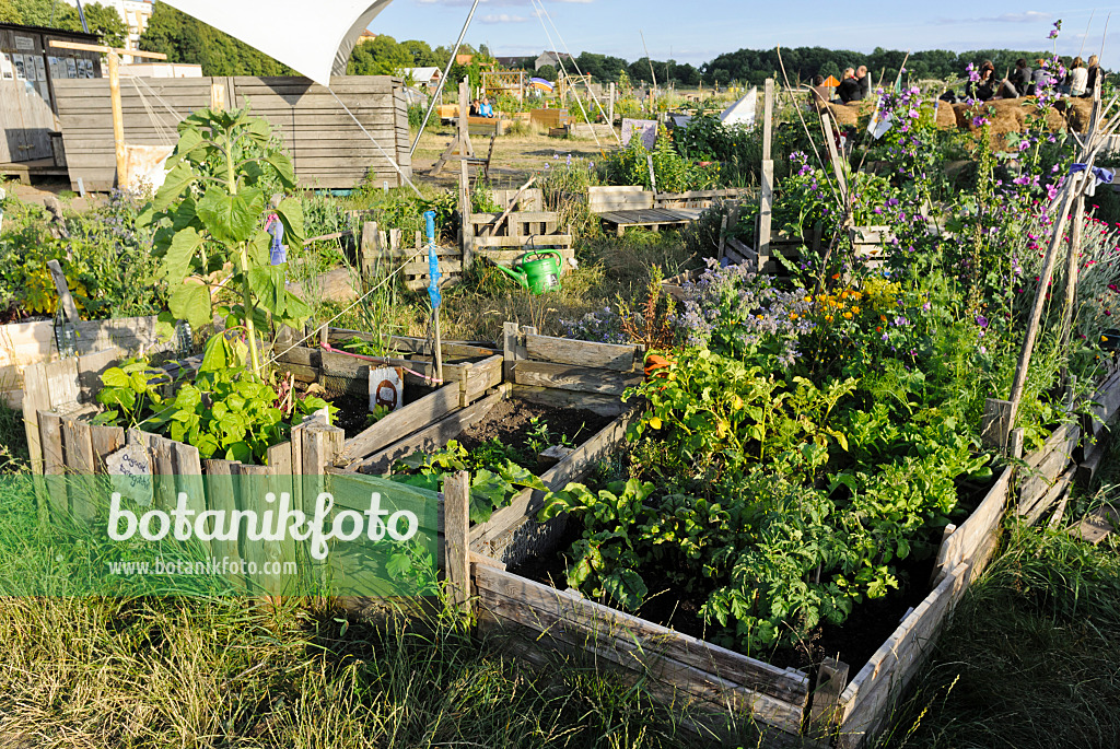 534139 - High beds of crate boards and wooden slats in a community garden, Tempelhofer Freiheit, Berlin, Germany