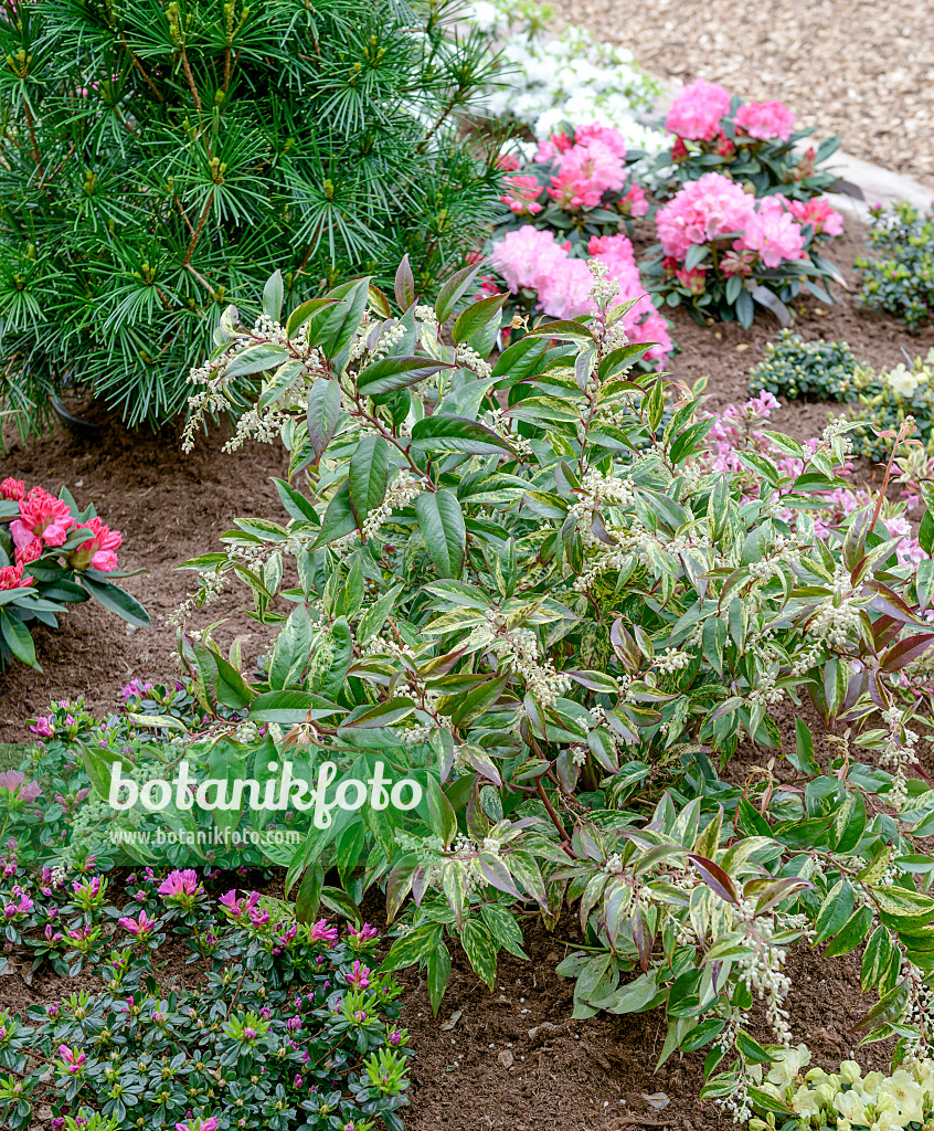 558130 - Highland doghobble (Leucothoe fontanesiana 'Rainbow')