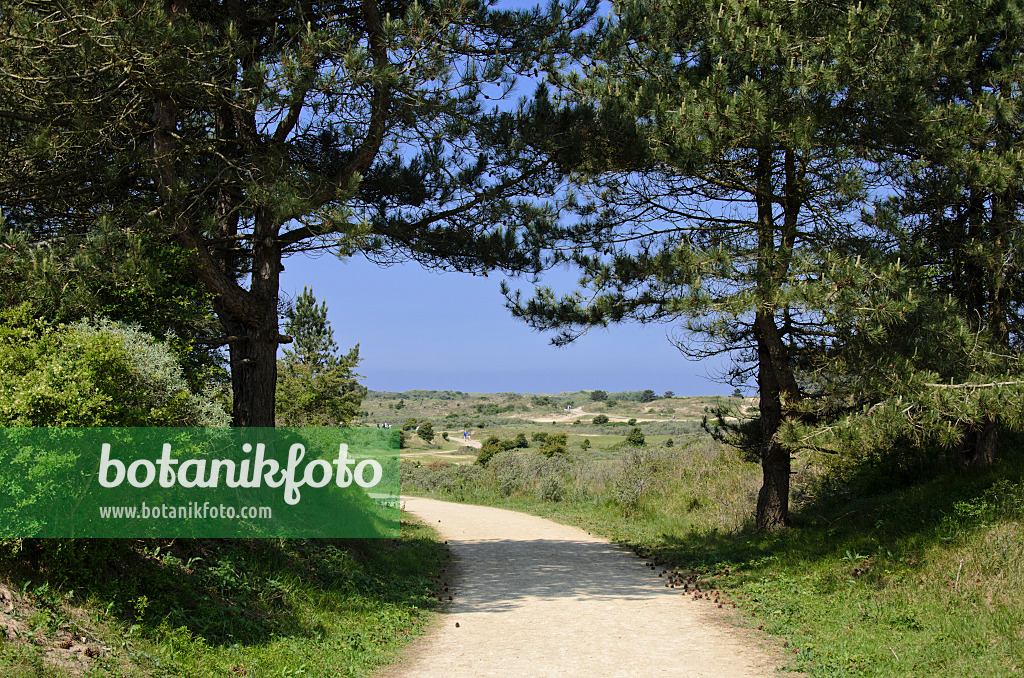 533577 - Hikking path in Zuid-Kennemerland National Park, Netherlands