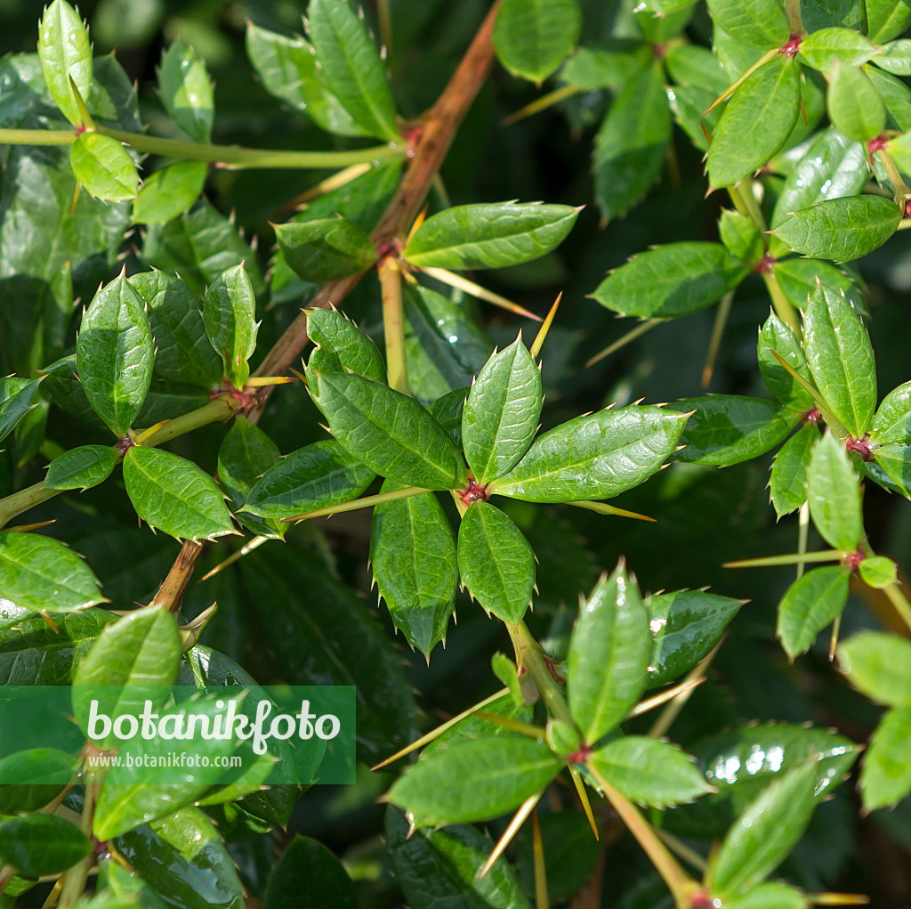 664052 - Himalaya-Berberitze (Berberis hookeri)