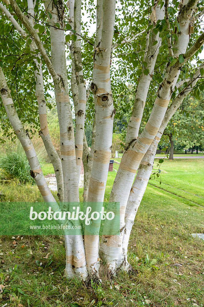 593038 - Himalayan birch (Betula utilis 'Doorenbos')