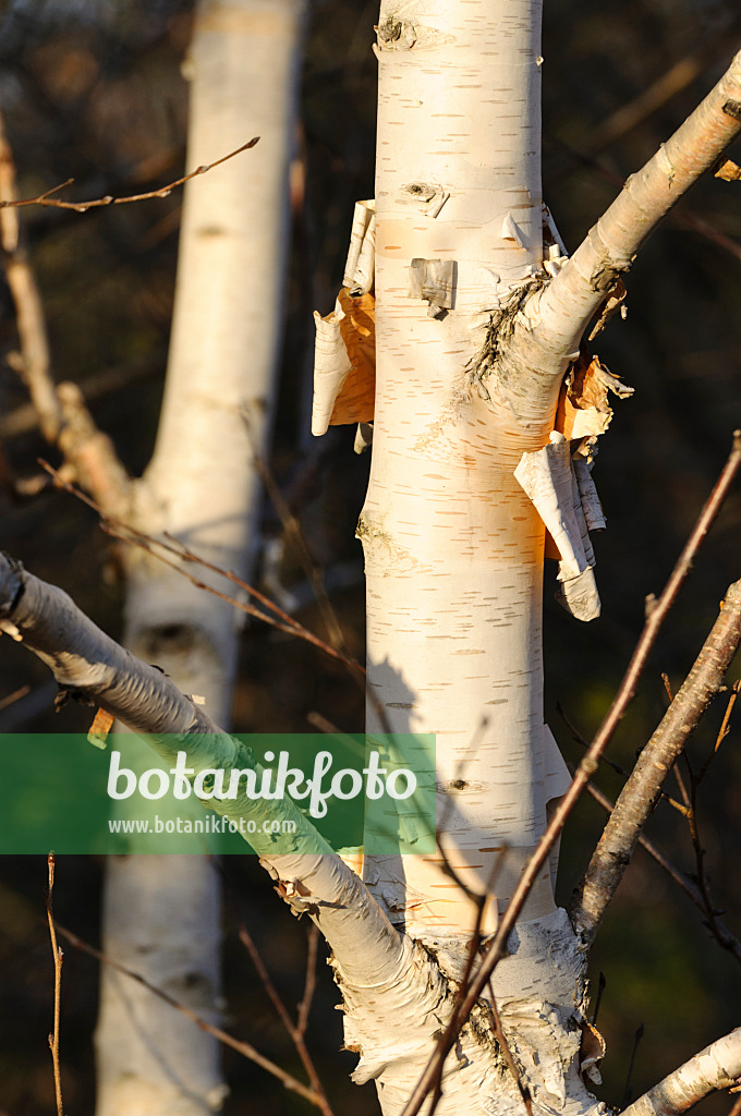 479010 - Himalayan birch (Betula utilis var. jacquemontii)