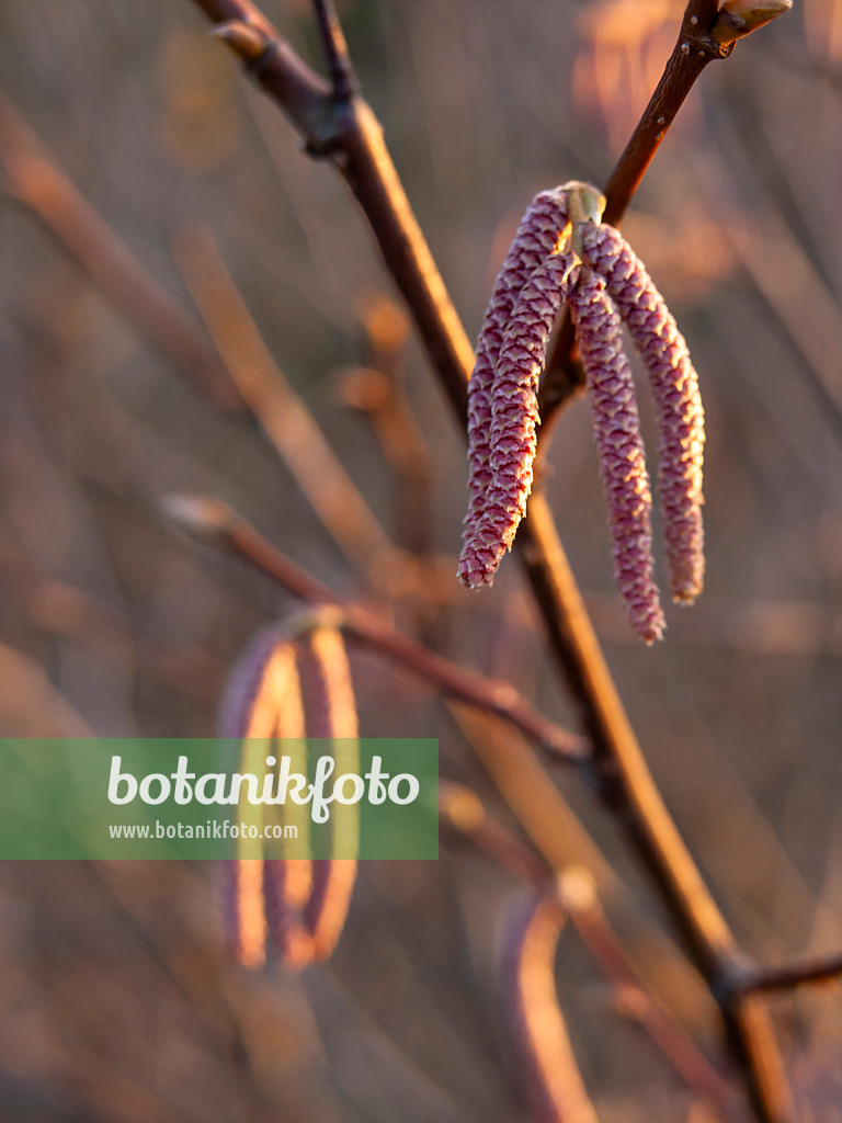 432011 - Himalayan hazel (Corylus ferox)