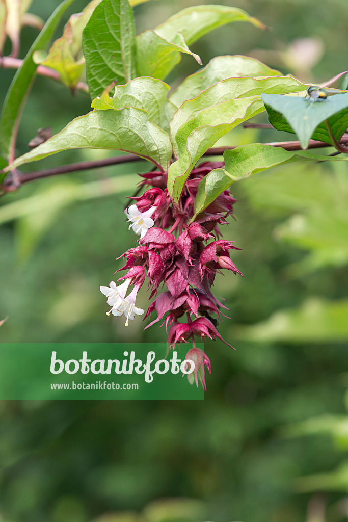 651365 - Himalayan honeysuckle (Leycesteria formosa)