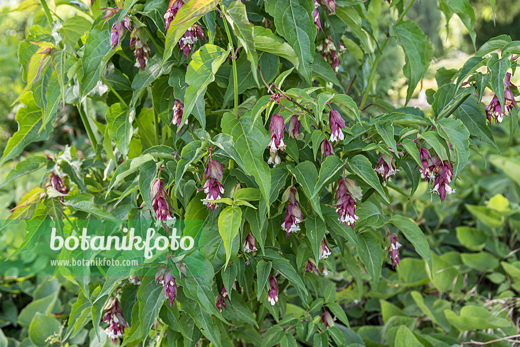 651366 - Himalayan honeysuckle (Leycesteria formosa)