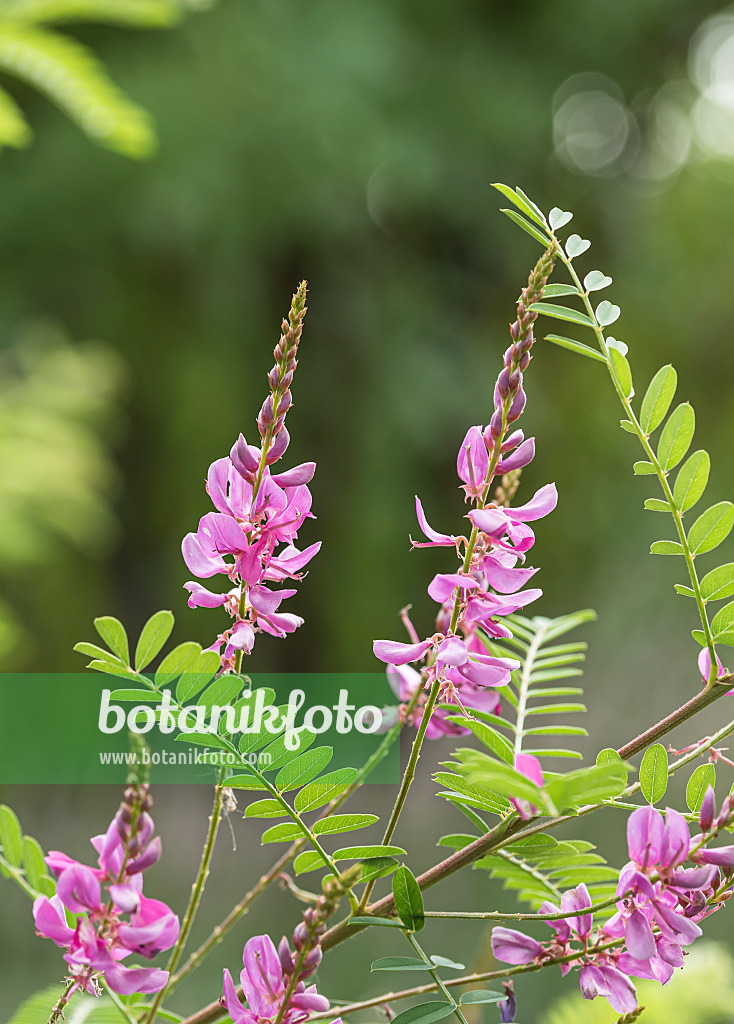 651350 - Himalayan indigo (Indigofera heterantha syn. Indigofera gerardiana)