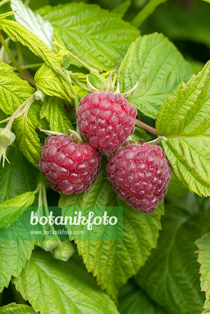 675353 - Himbeere (Rubus idaeus 'Autumn Happy')