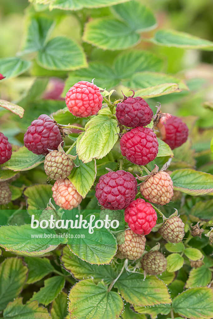 675354 - Himbeere (Rubus idaeus 'Baby Dwarf')