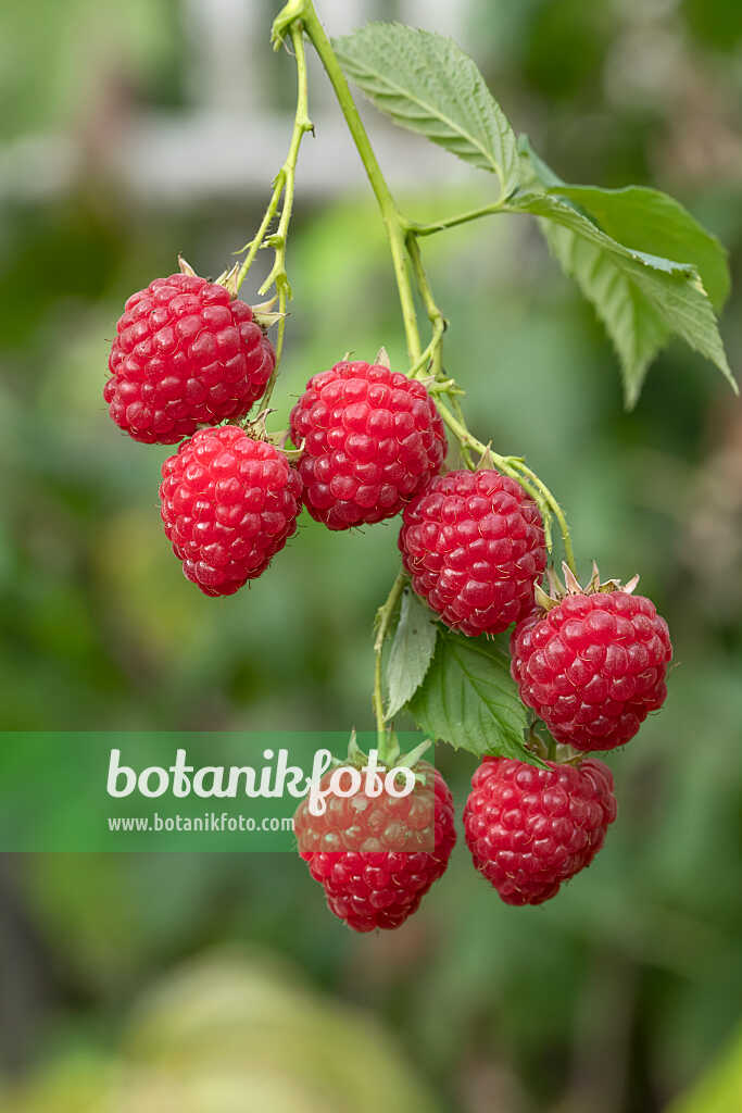 675360 - Himbeere (Rubus idaeus 'Himbo Top')
